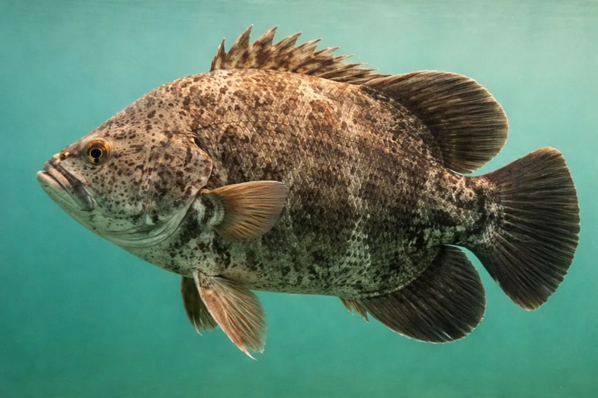 tripletail suspended near the surface