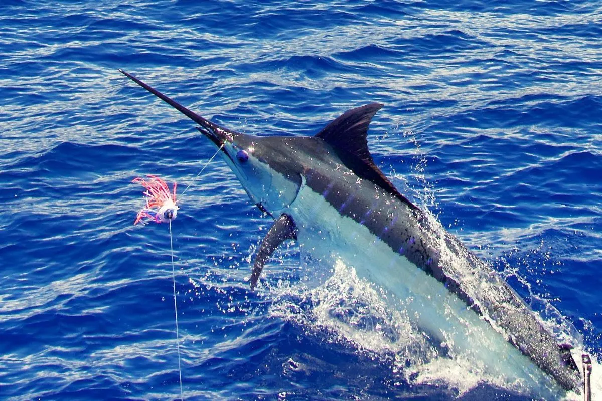 blue marlin caught by capt. kevin hibbard in kona