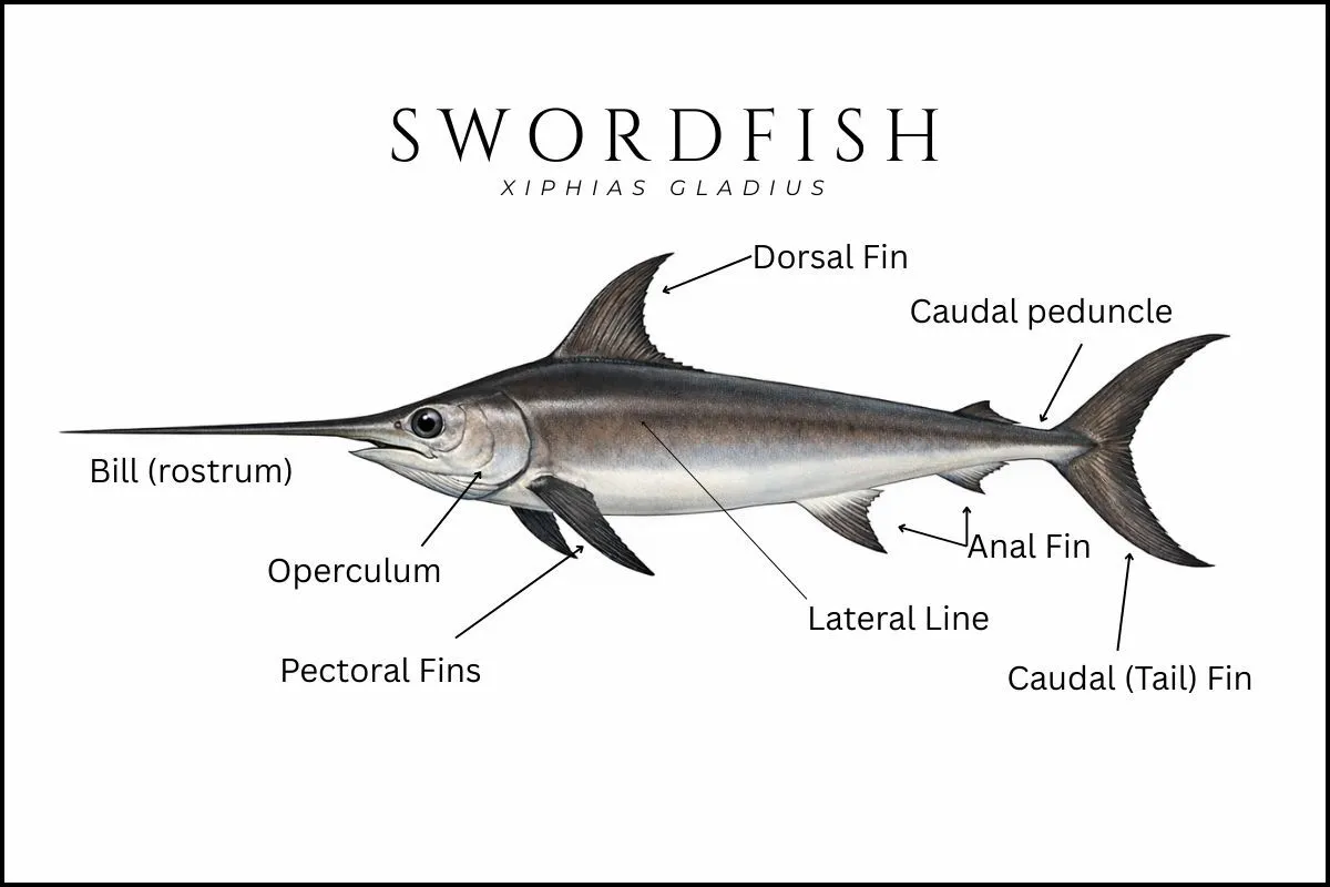 anatomical illustration of a broadbill swordfish