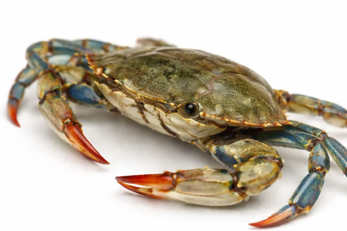 up close photo of a blue crab