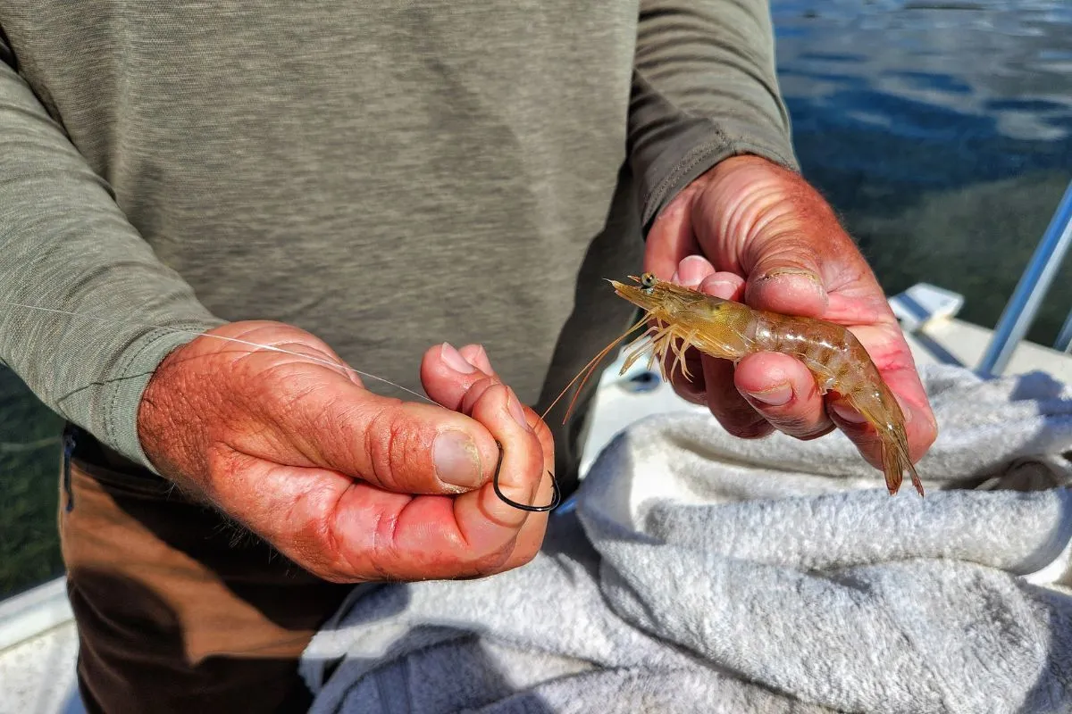 gamakatsu circle hook rig for mangrove snapper