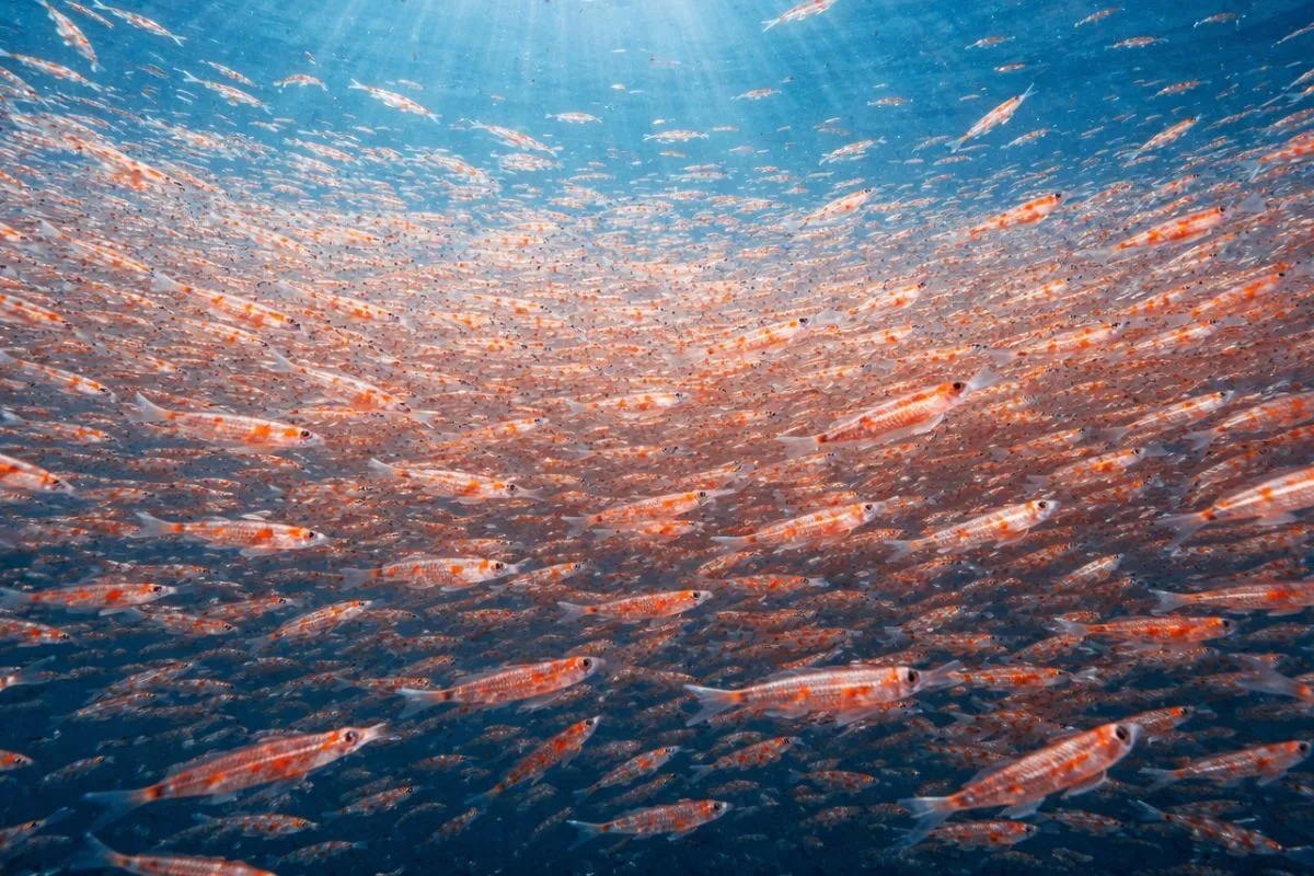 dense Antarctic krill swarm
