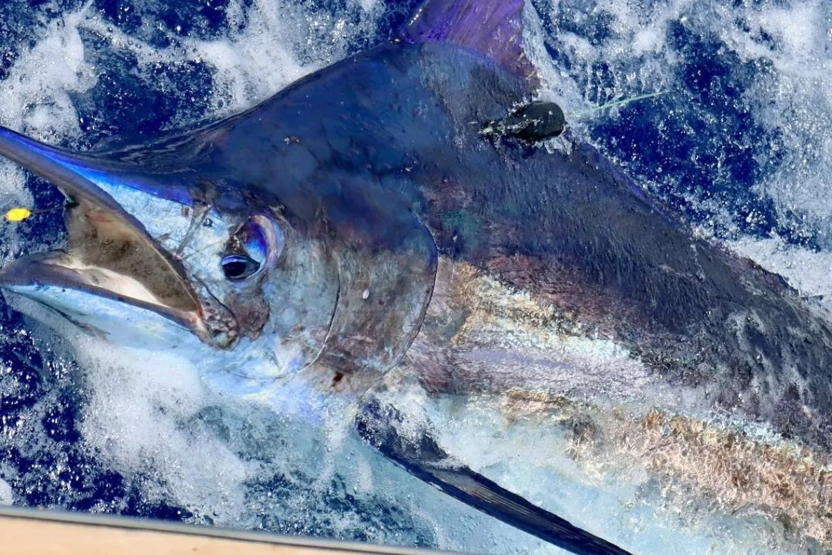 big blue marlin boatside showing huge size