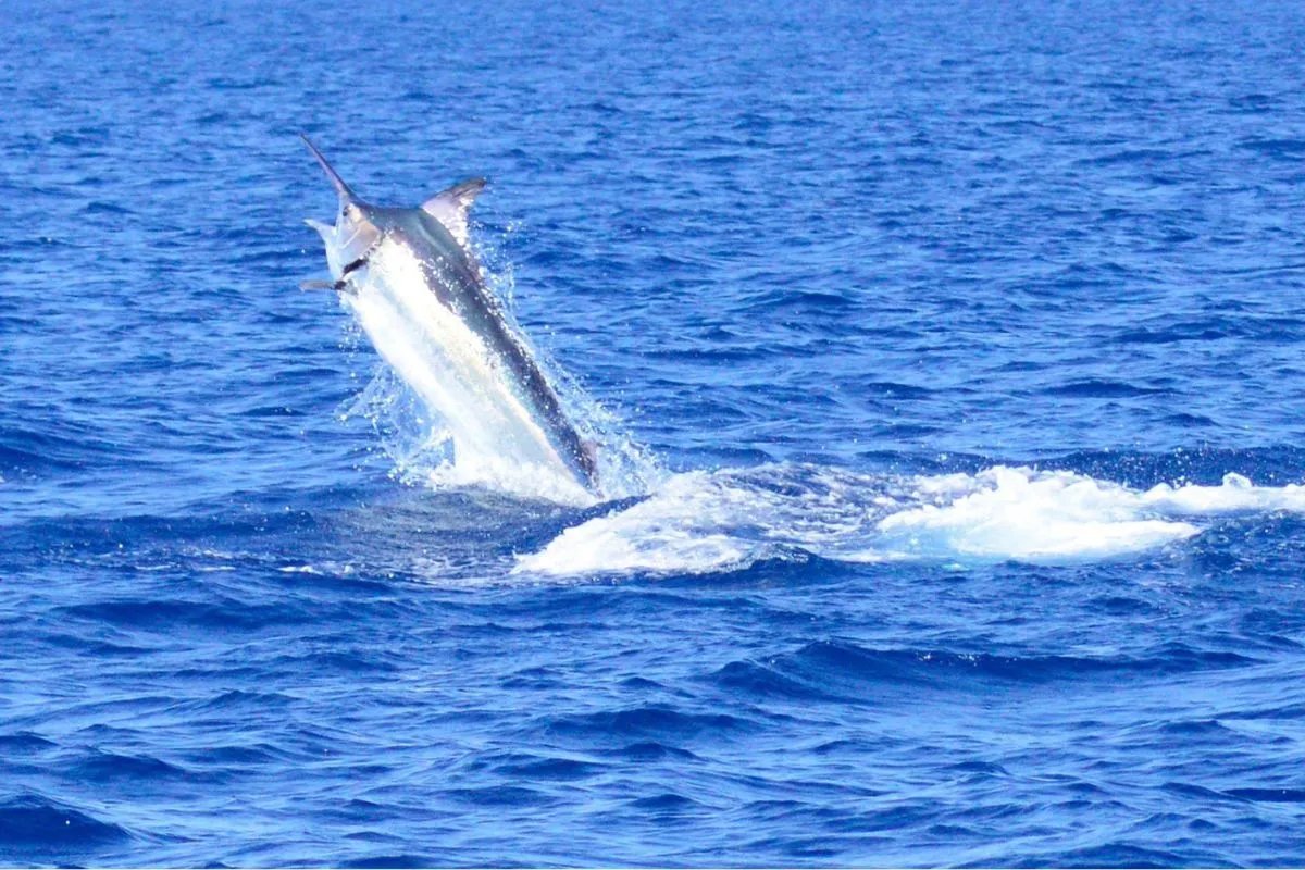 big blue marlin jumping away from boat