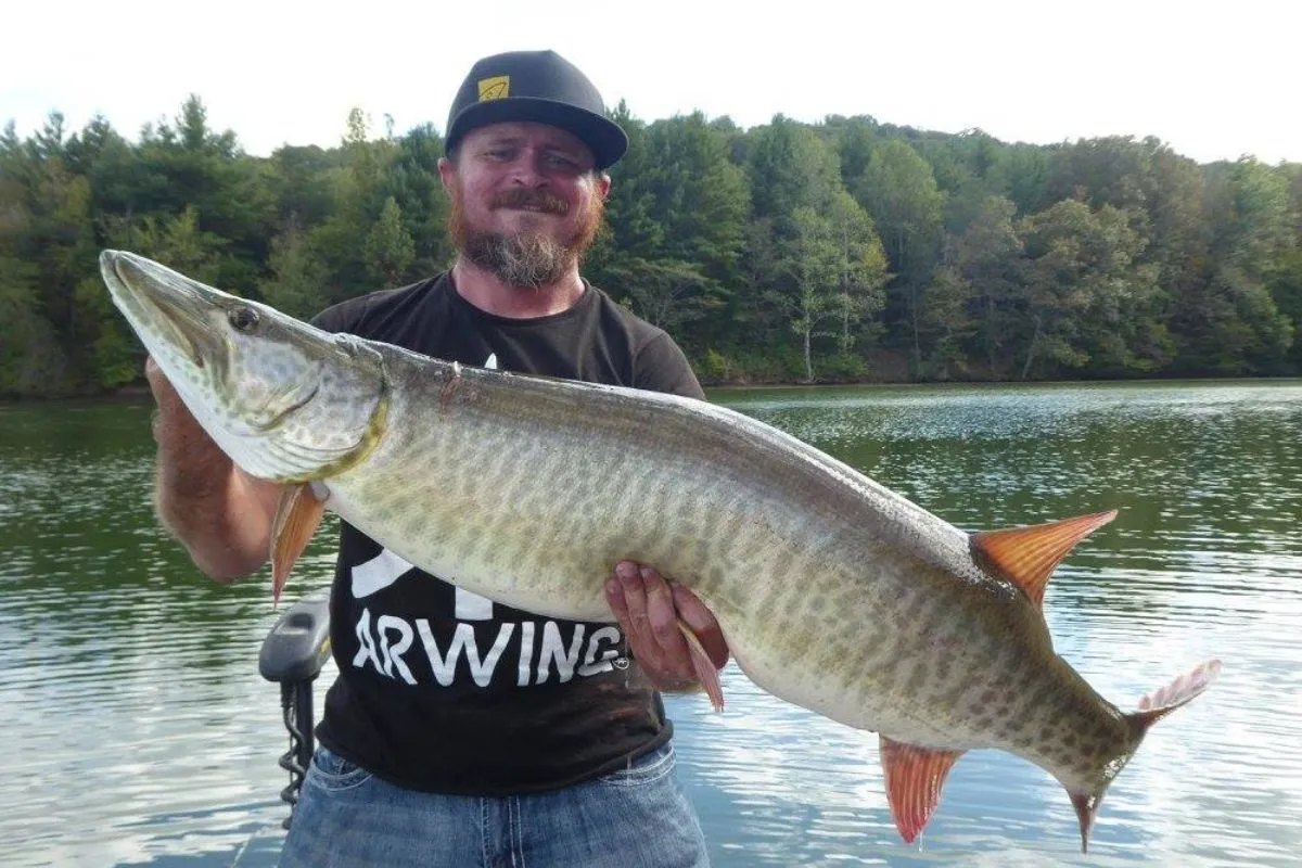 muskie caught during crepuscular period by  cory allen