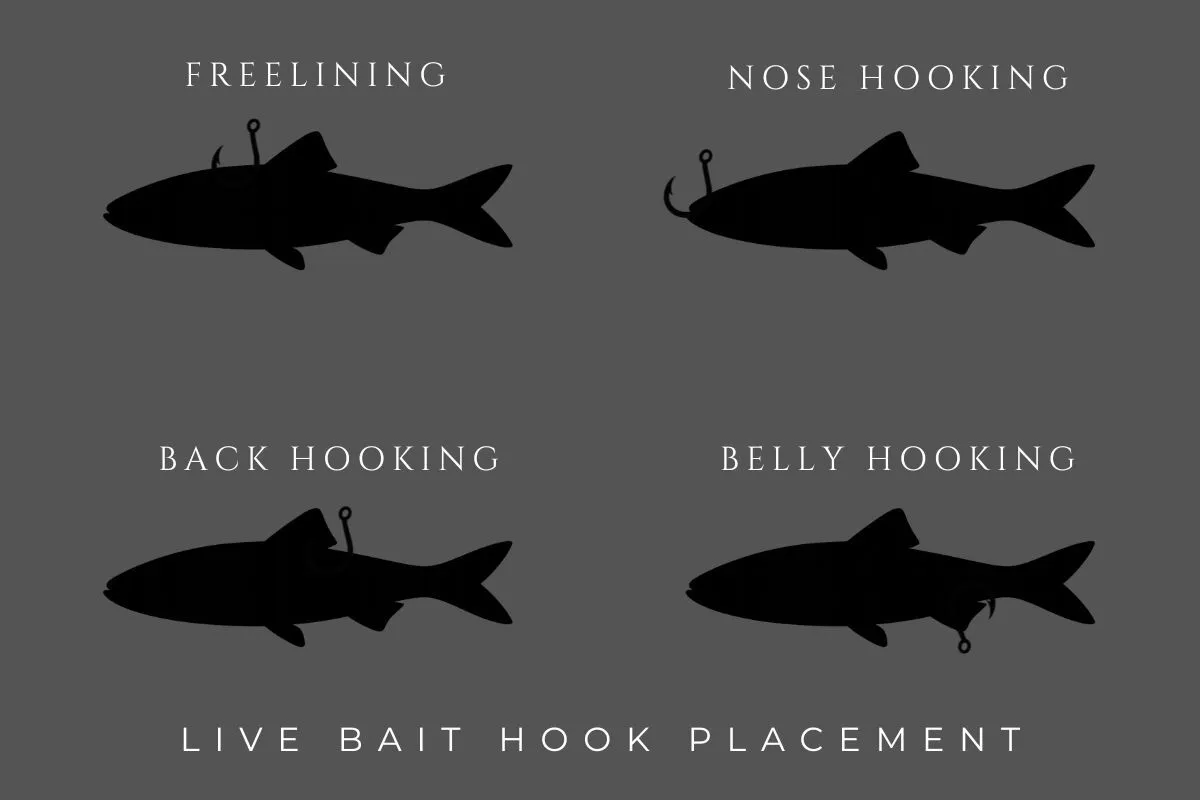 Four-panel illustration showing live bait hook placements