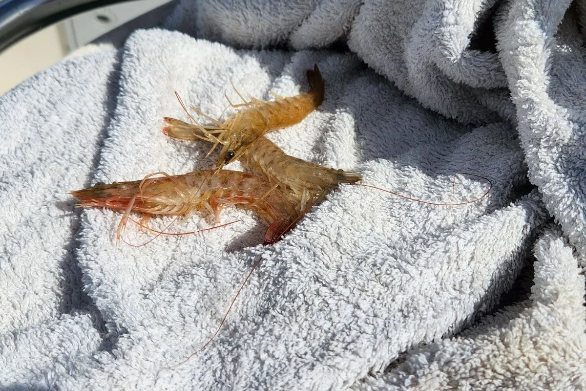 live shrimp ready for rigging on a towel