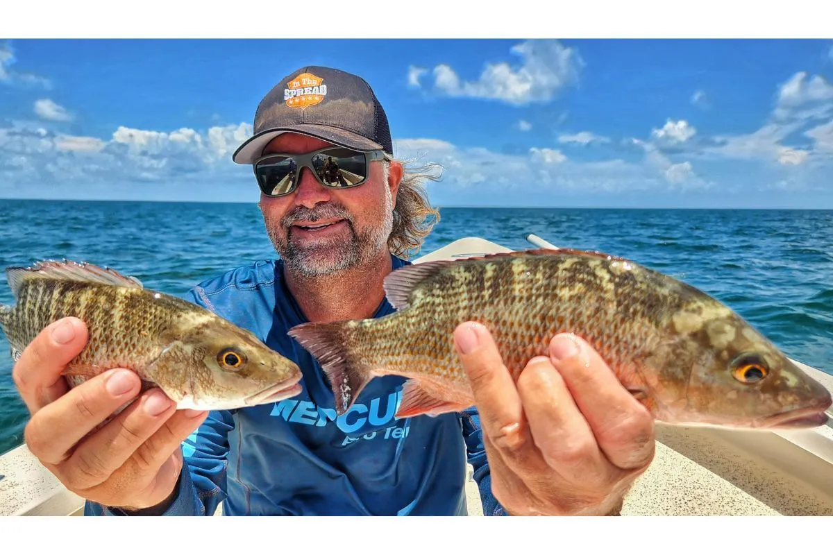 william toney holding two mangrove snapper caught on shallow structure