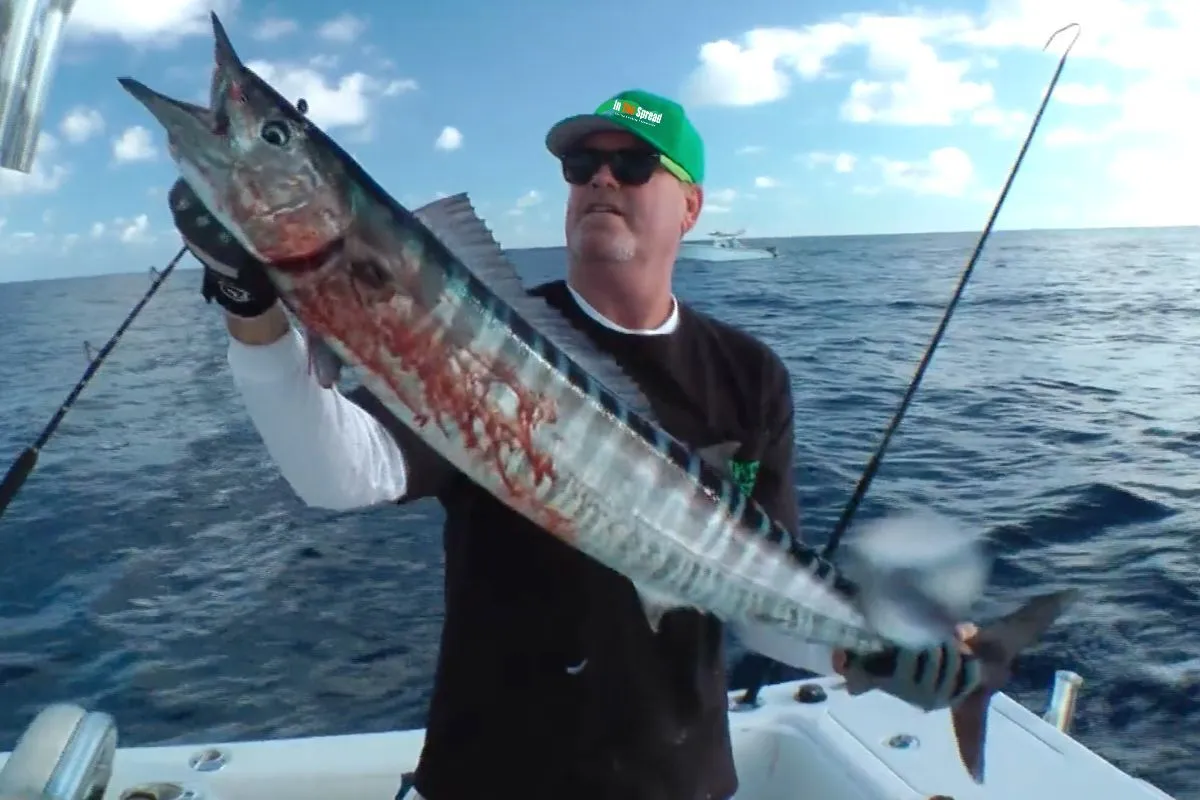 fisherman holding up a nice wahoo caught high speed trolling off of south florida