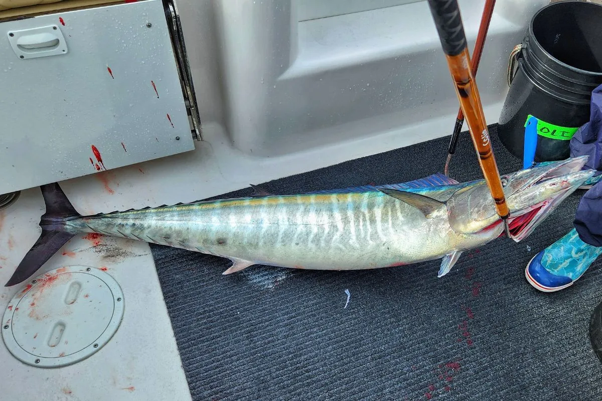 Proper gaff placement in a wahoo is a controlled head‑or‑shoulder shot