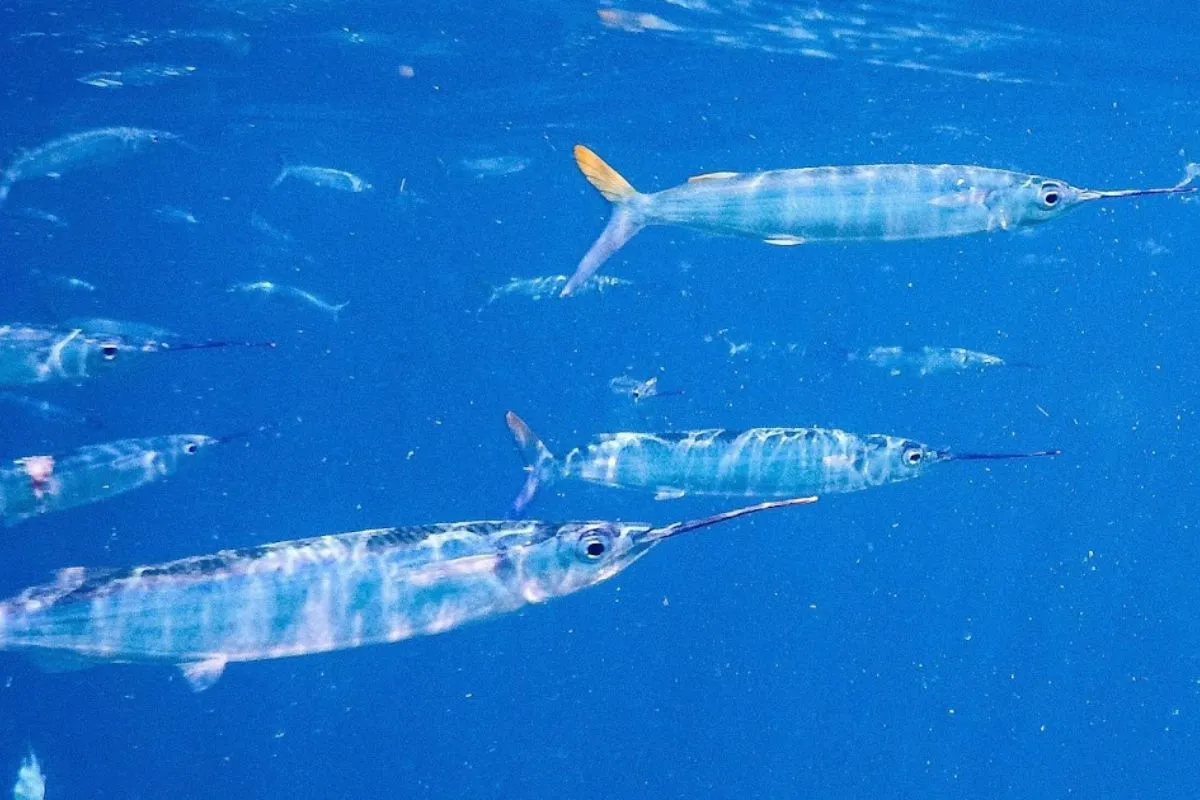 ballyhoo swimming naturally just below the surface in blue water