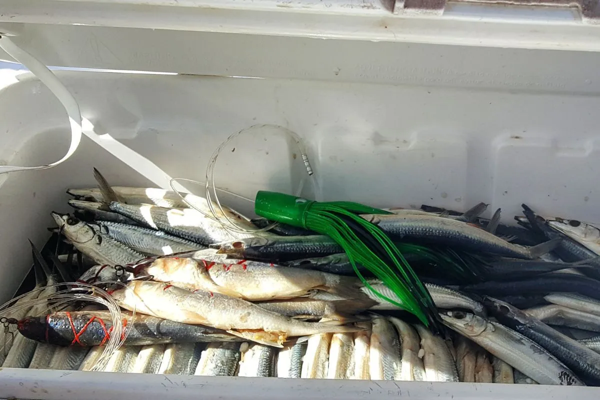 cooler stacked with rigged ballyhoo for trolling sailfish offshore