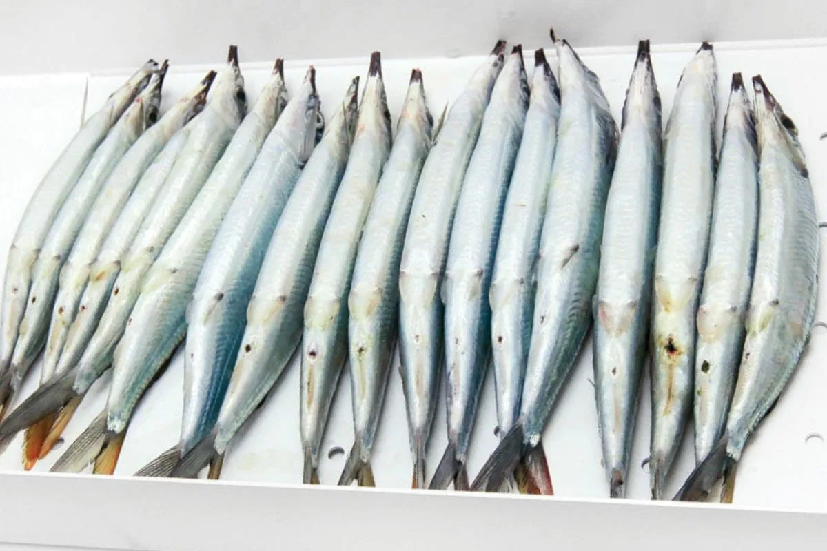 Ballyhoo laid out belly up in a bait tray with kosher salt ready for dry brining