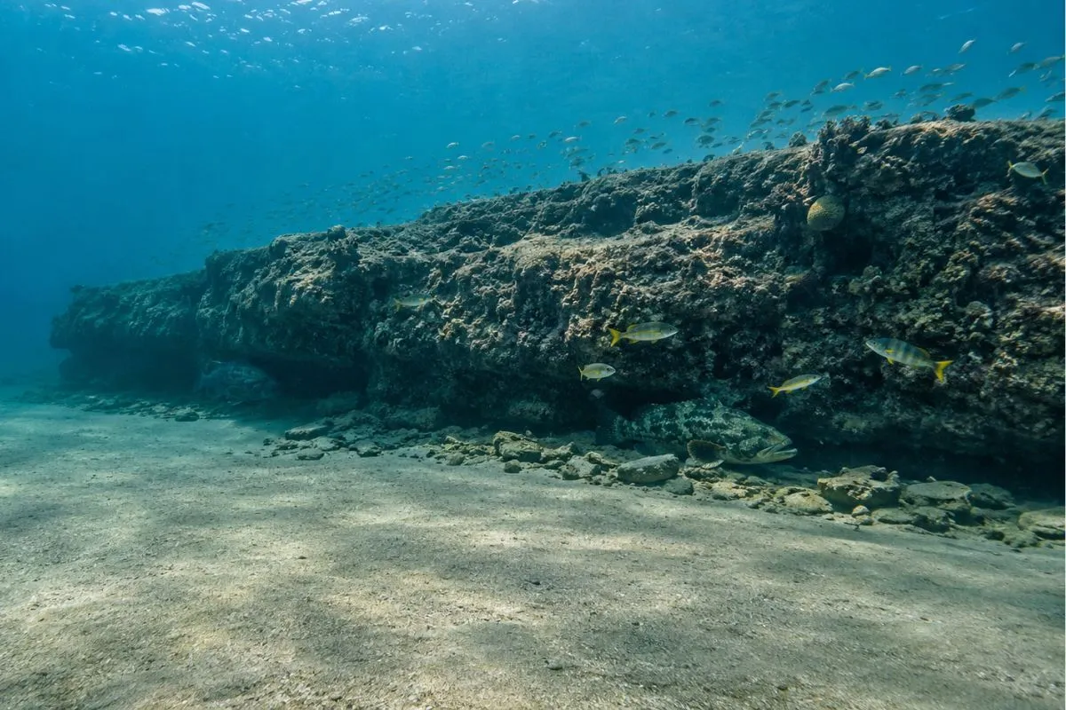 Grouper and reef fish holding along a natural saltwater ledge where hard bottom drops into open sand.
