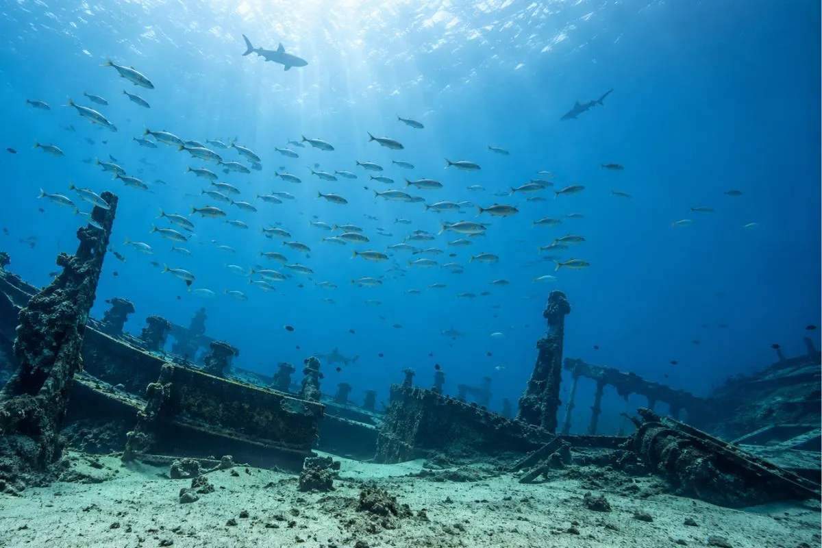 Fish suspended above an old submerged shipwreck showing vertical relief and offshore structure habitat.