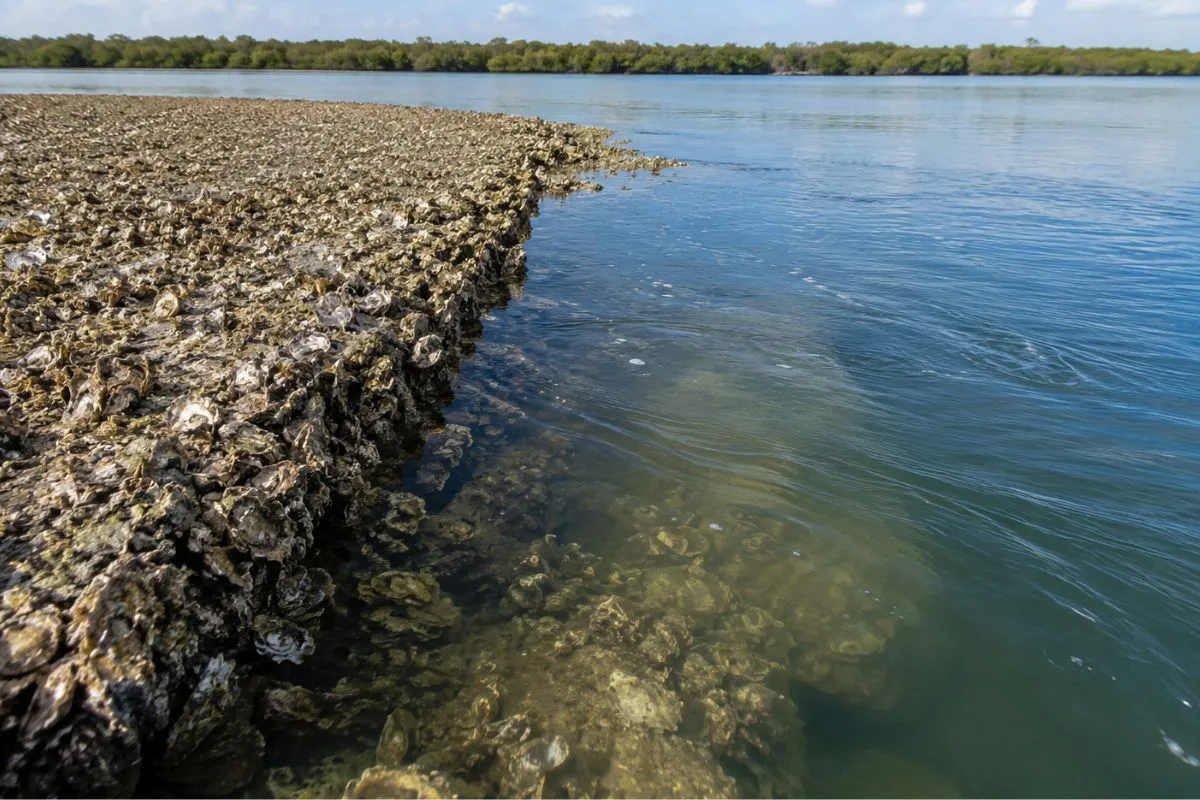 Exposed Gulf Coast oyster bar showing a hard shell edge, shallow water transition, and tidal current.
