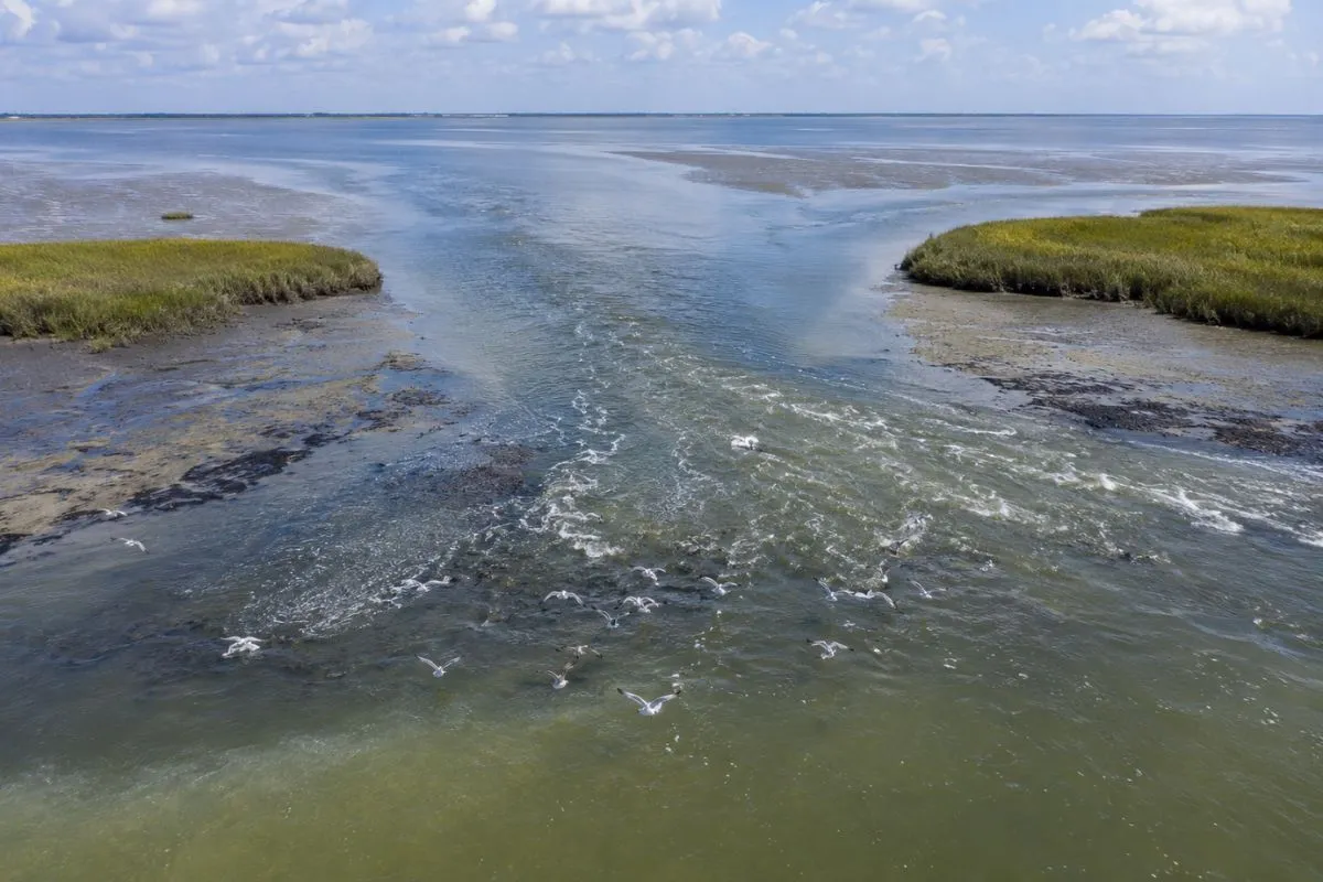 Elevated view of a low-tide creek mouth draining into shallow inshore water where baitfish gather and redfish feed.