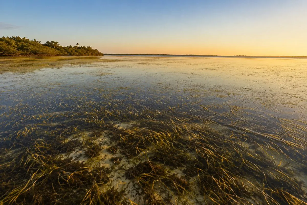 Low-angle early morning view of a Florida Gulf Coast inshore flat with shallow water, seagrass, and calm fall conditions.