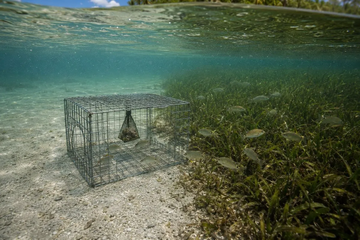 Square pinfish trap positioned on a sand patch beside thick seagrass in shallow water
