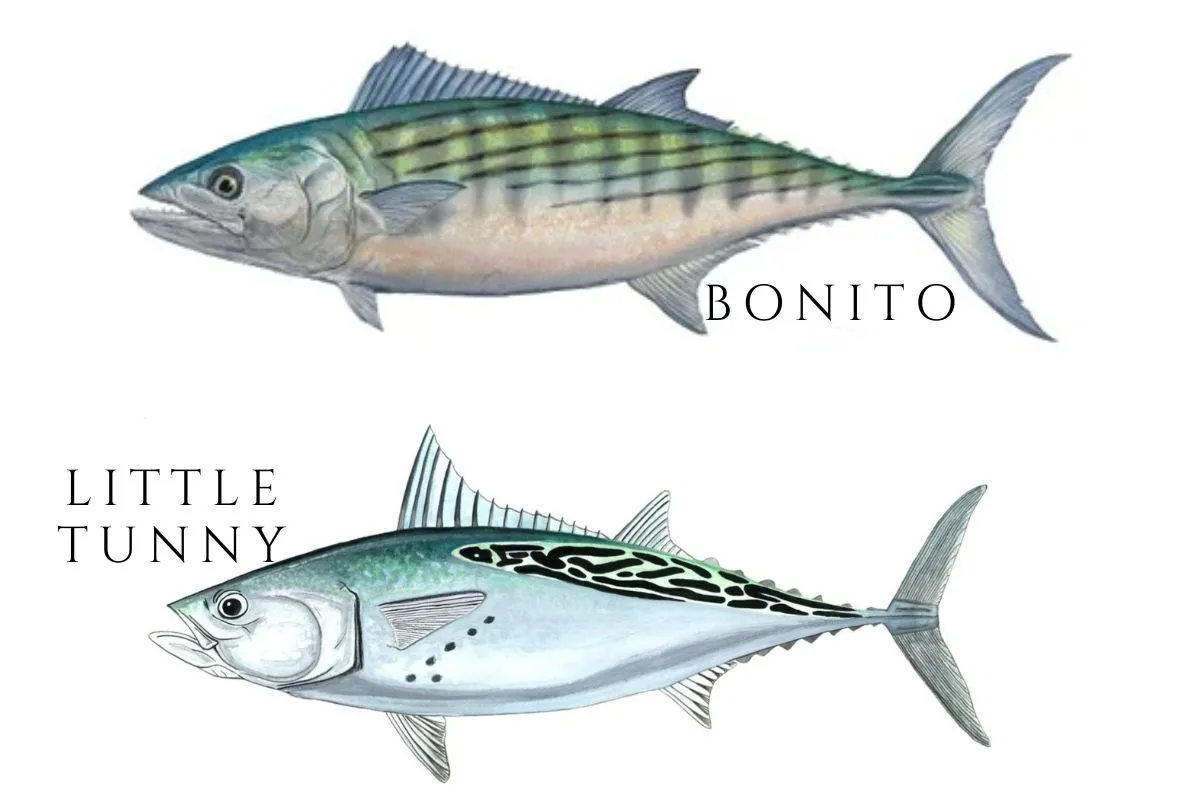 Atlantic bonito and little tunny comparison showing dorsal stripes versus spot markings below pectoral fin
