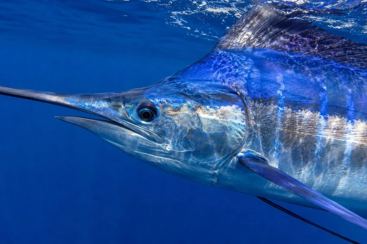 Detail of a blue marlin bill and shoulder showing cobalt flanks fading to silver belly