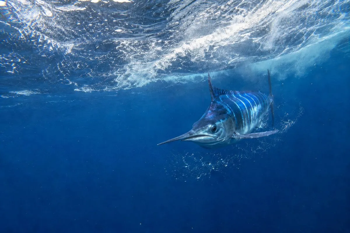 Lit-up blue marlin with bright bars flaring as it swims in the spread