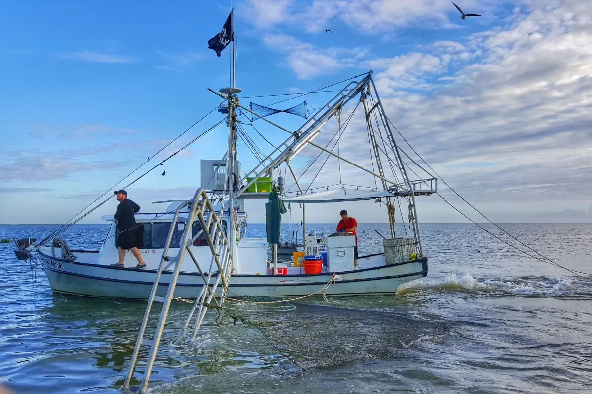 Shrimp trawler working the Gulf of Mexico with birds diving behind it off Venice