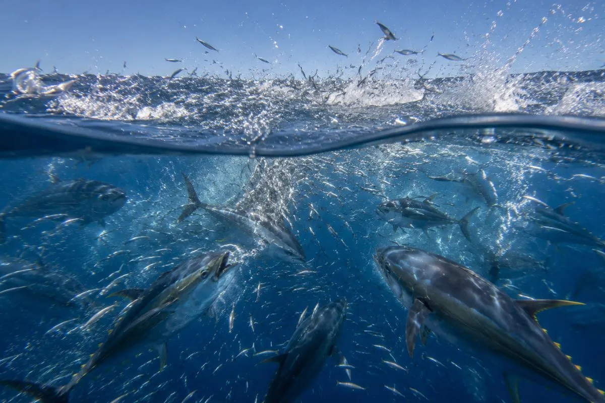 yellowfin tuna smashing bait against the surface in a feeding frenzy