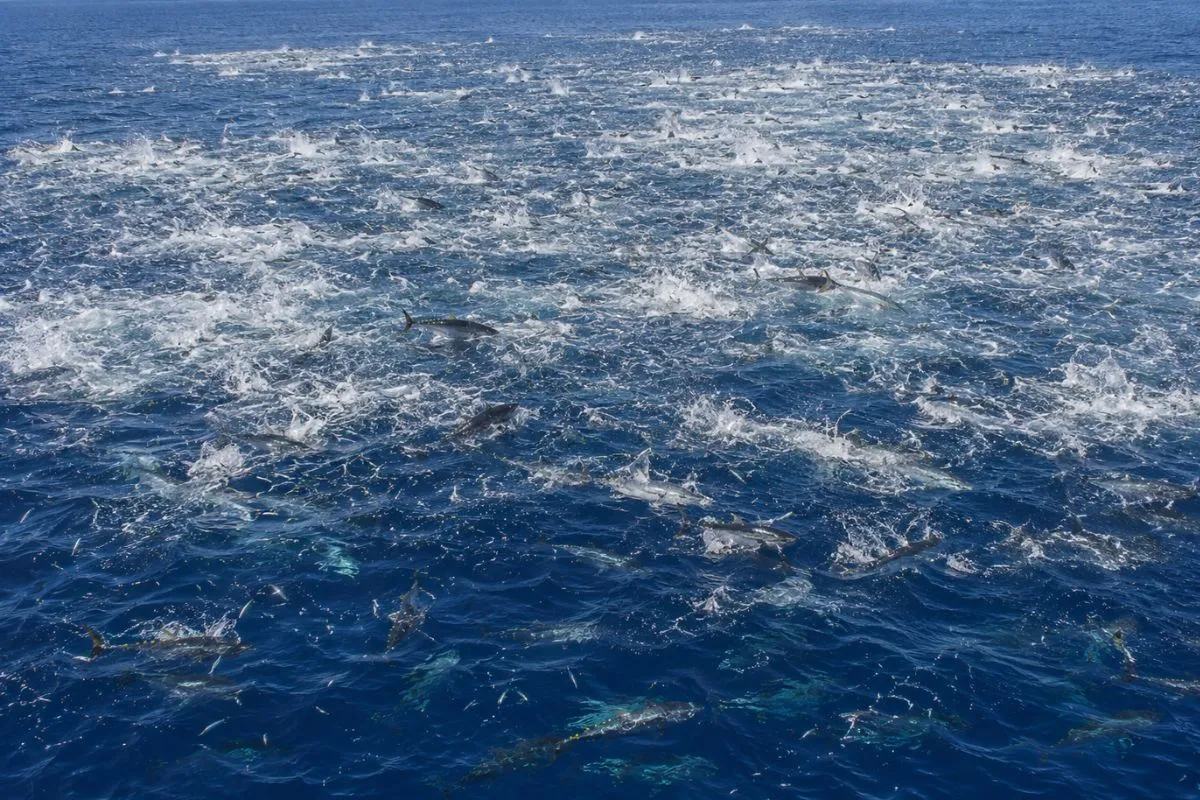 Yellowfin tuna crashing live baits on the surface behind a boat