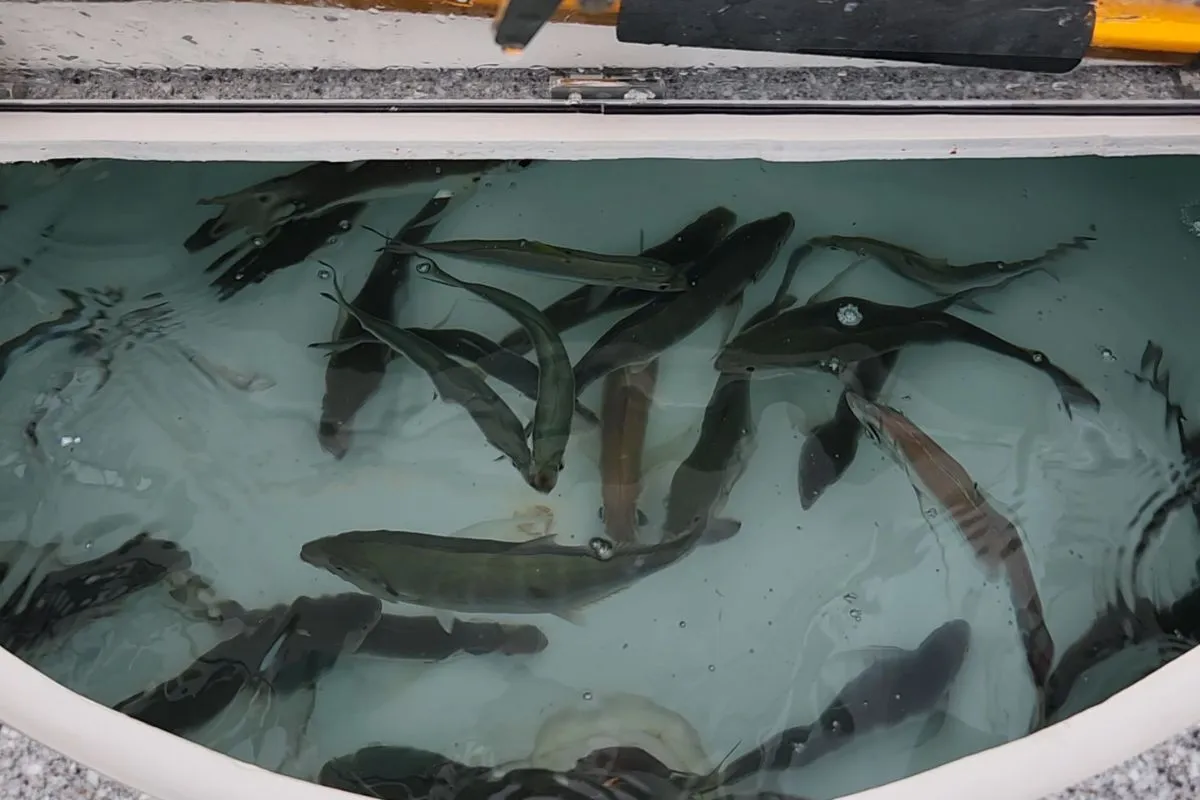 livewell full of healthy blue runners, pilchards and goggle eyes for tuna fishing