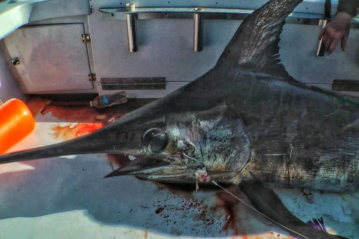 swordfish with hook in its face caught off Ft. Lauderdale using a belly bait