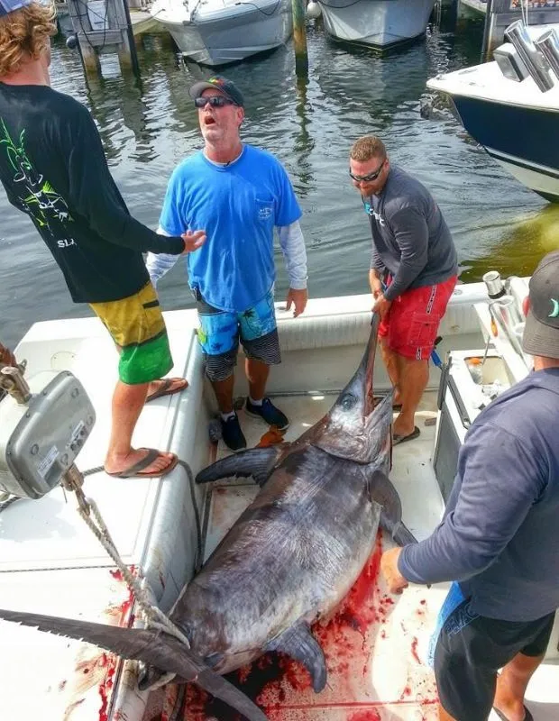 huge swordfish caught during south Florida tournament attched to scale