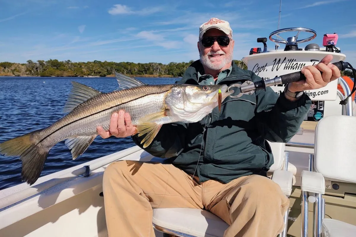 snook caught in the Homosassa River, where the fish move to in the winter