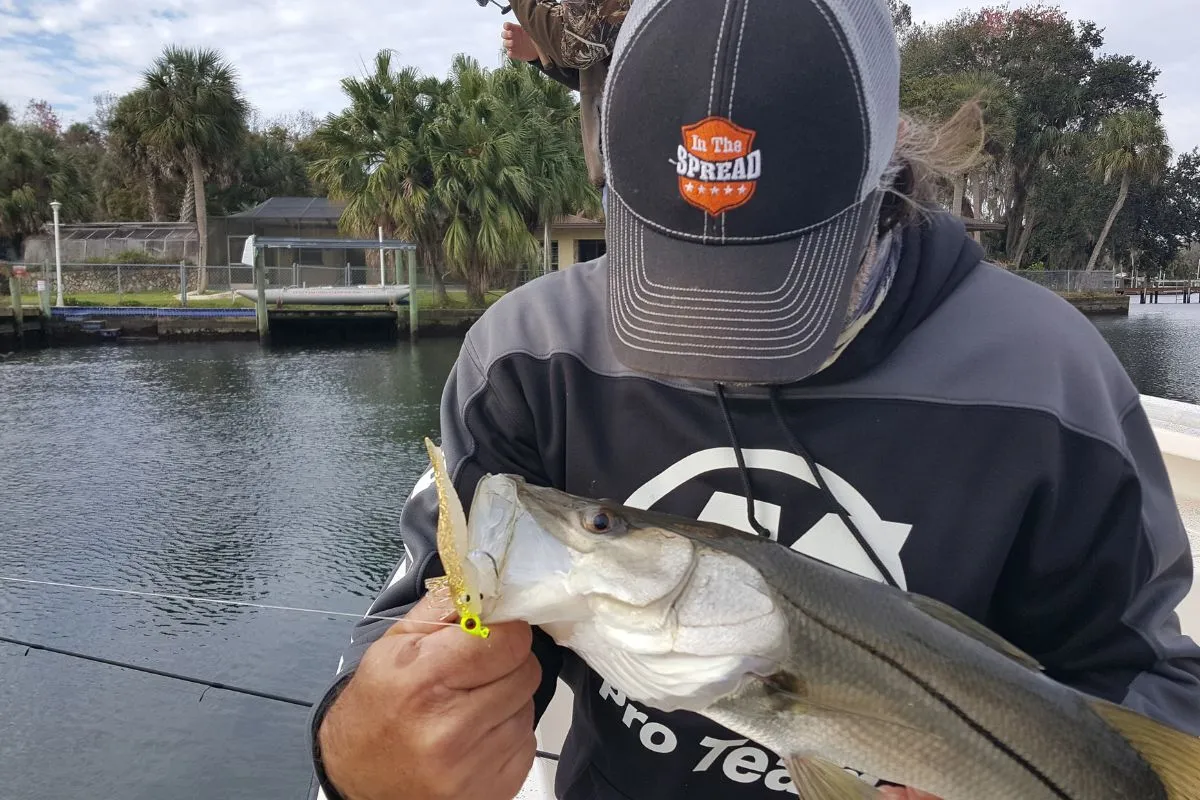 snook caught on a soft plastic lure rigged on a jig head during winter in the Homosassa River