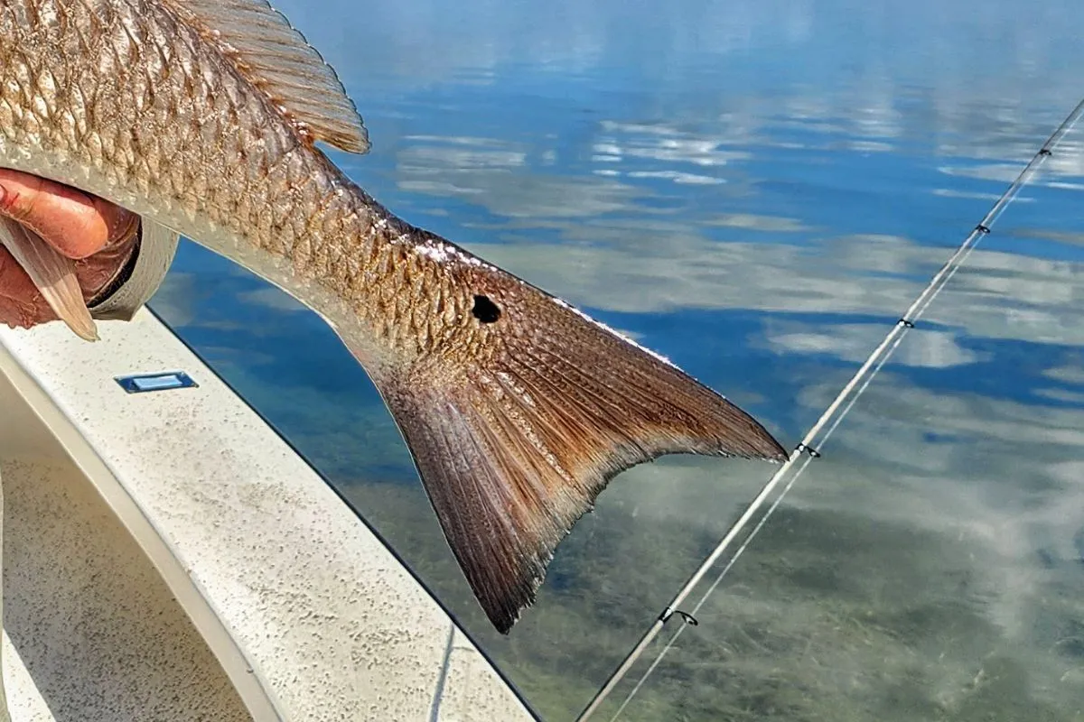 Close up of the black eyespot near the tail of a redfish