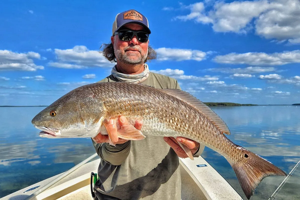 Red drum showing the copper coloration and black tail spot that identify the species