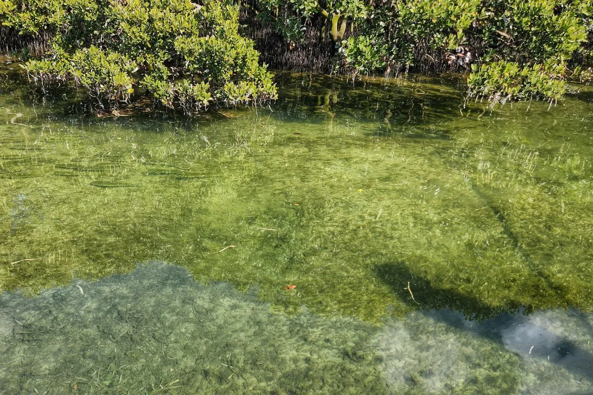 mullet pod cruising along a mangrove edge indicating the presence of redfish