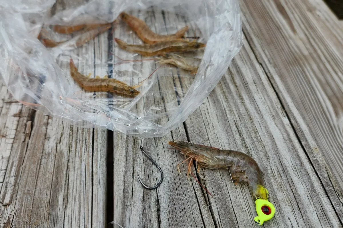 live shrimp rigged on a chartreuse jig head next to bag of shrimp for redfish fishing