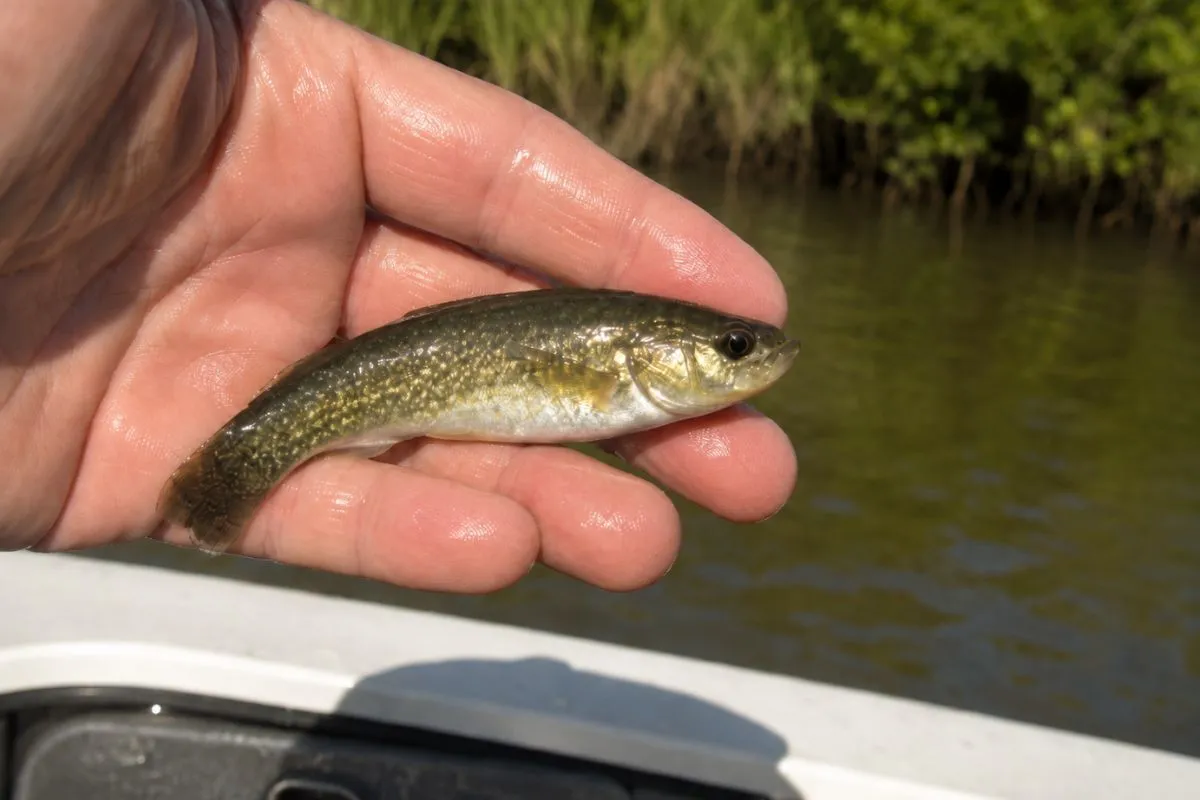 Live mud minnow caught in a stained tidal creek water for redfish bait.
