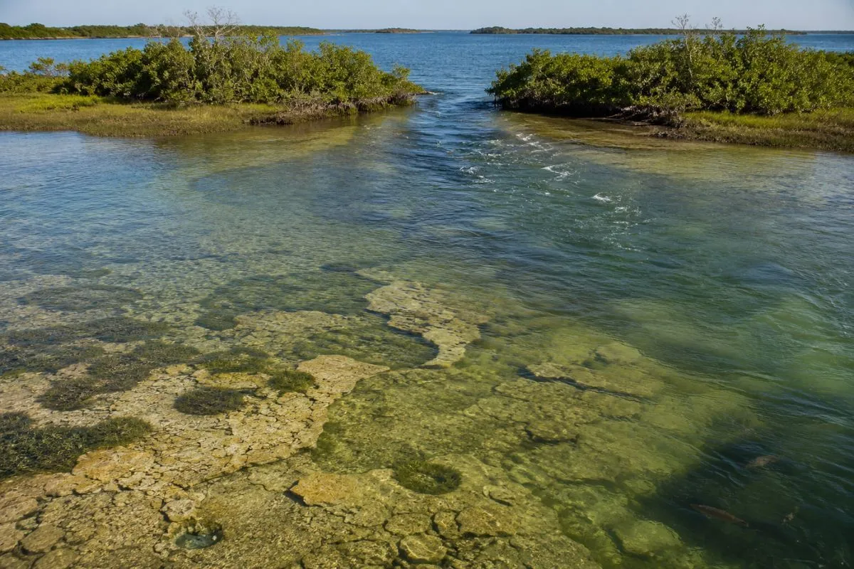 redfish habitat of limestone bottom, turtle grass, and a tidal cut between mangrove keys near Homosassa, Florida.
