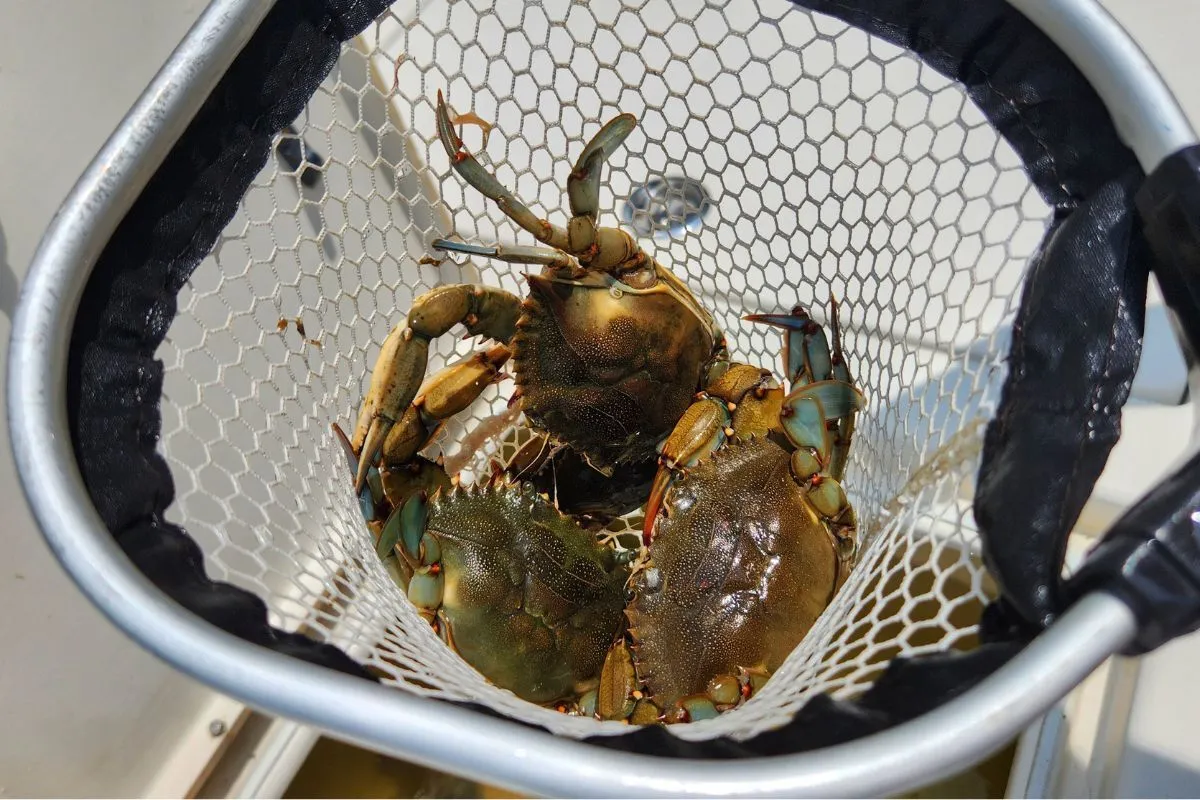 Three small blue crabs in a bait net, the top bait for sight casting big black drum on the Nature Coast