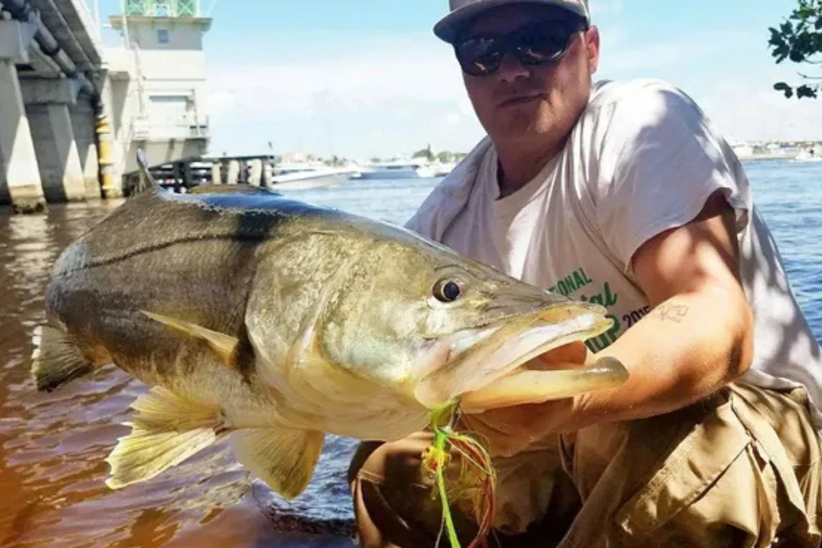 Slob Rob holding massive snook caught fishing bridge structure in Stuart, Florida