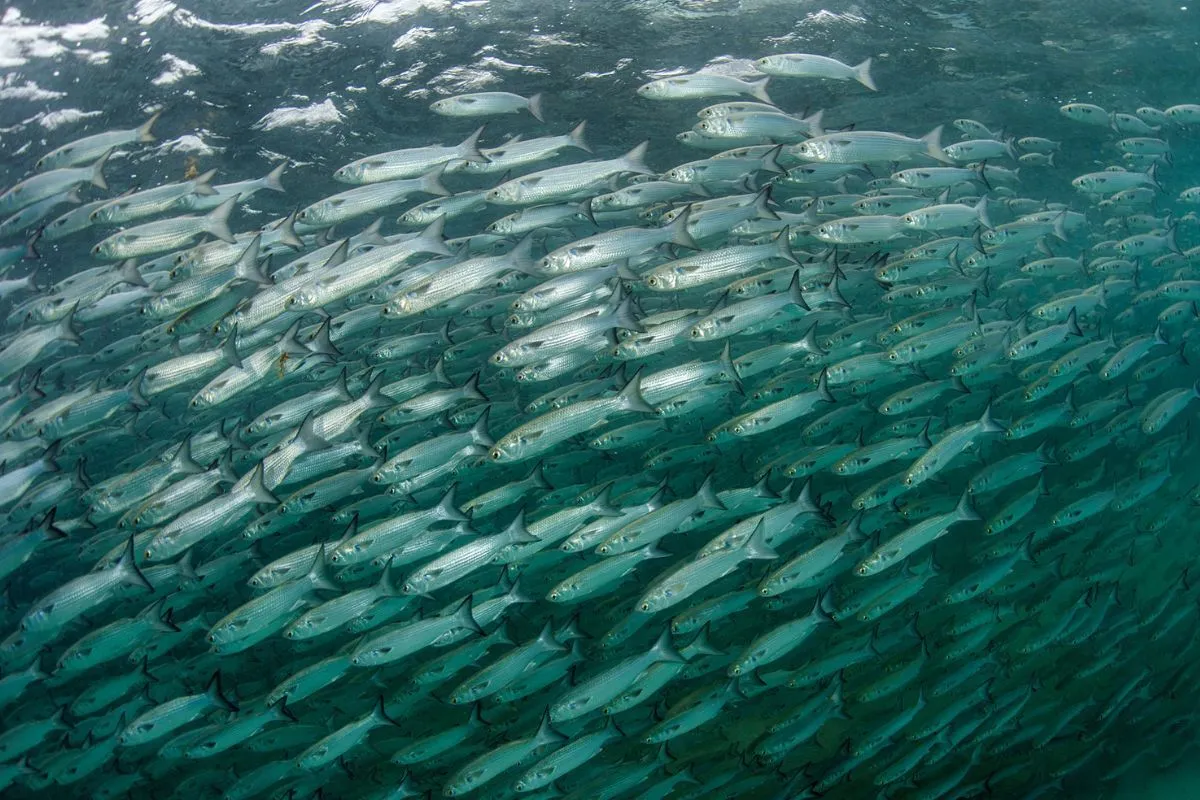 massive mullet school during the run off Sebastian Florida