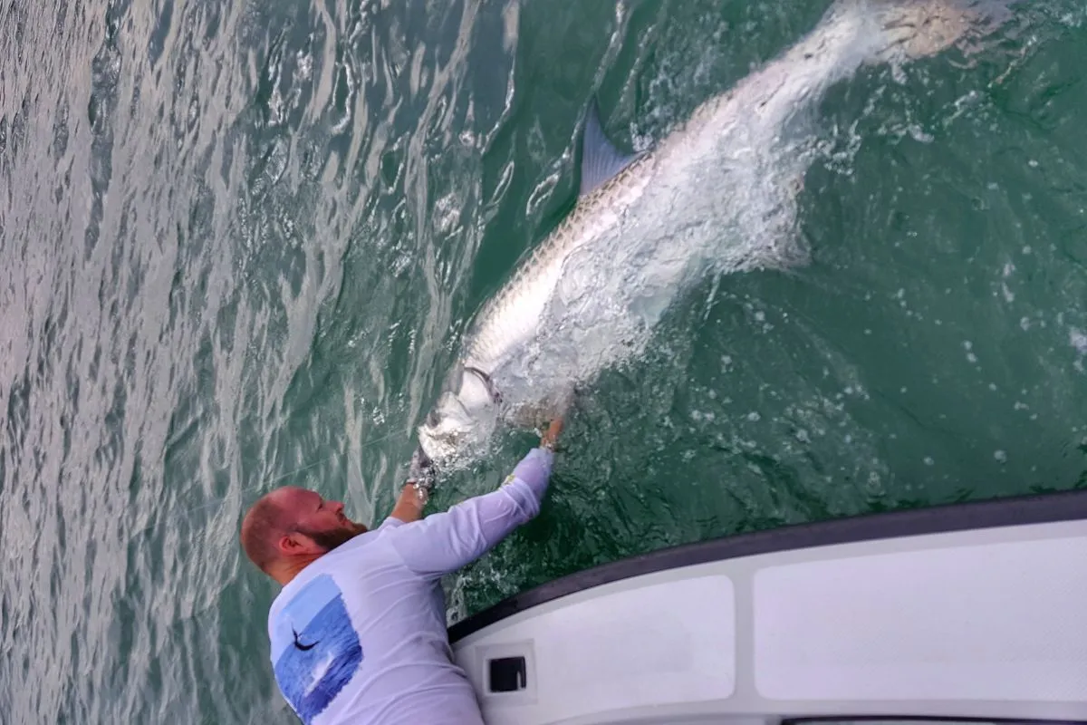 big tarpon caught fishing the edge of a mullet school near Sebastian