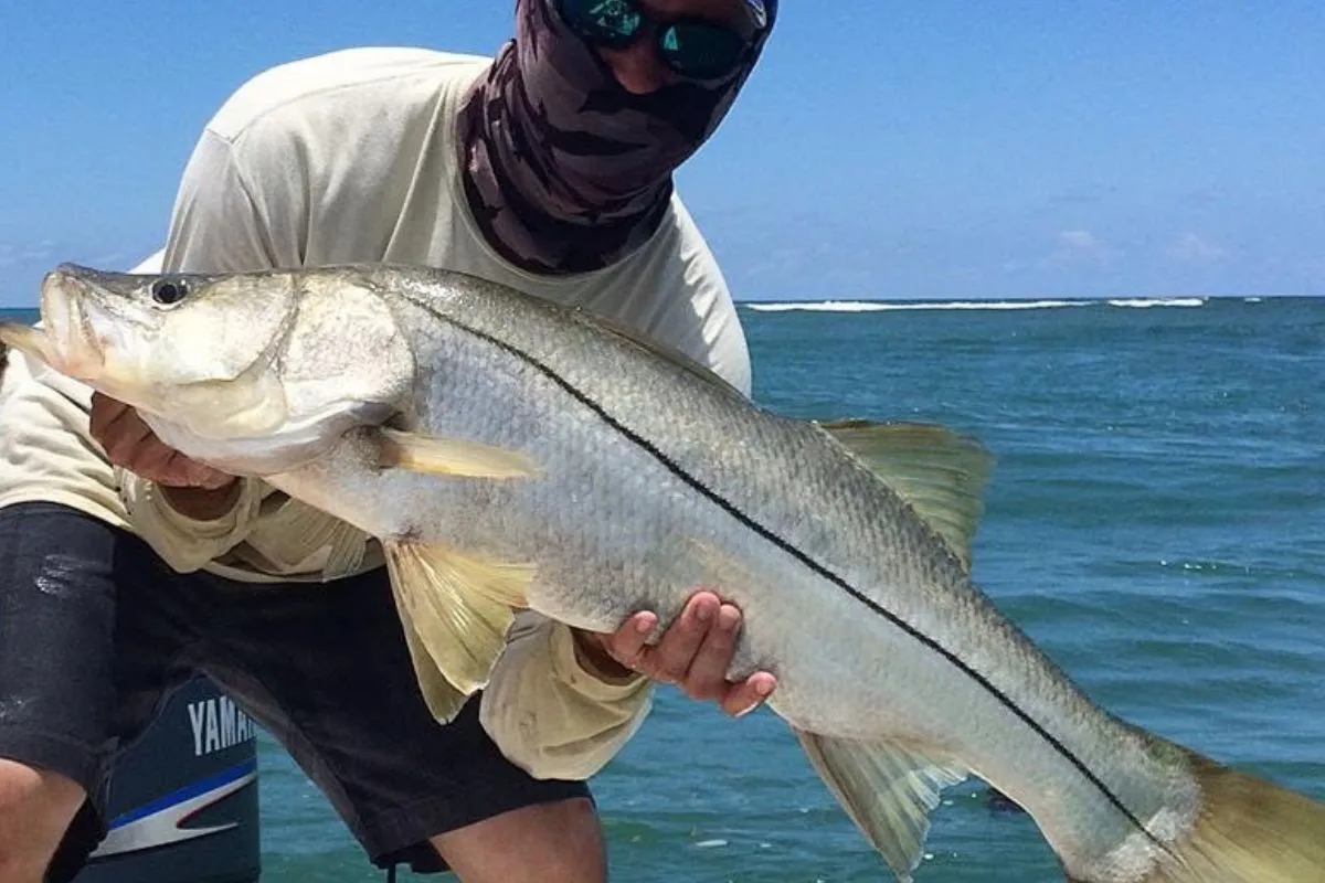 big snook caught off Sebastian Inlet during the mullet run using topwater lure