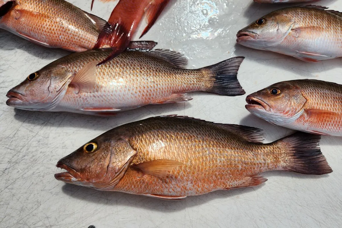 Fresh mangrove snapper on the cleaning table ready to be filleted