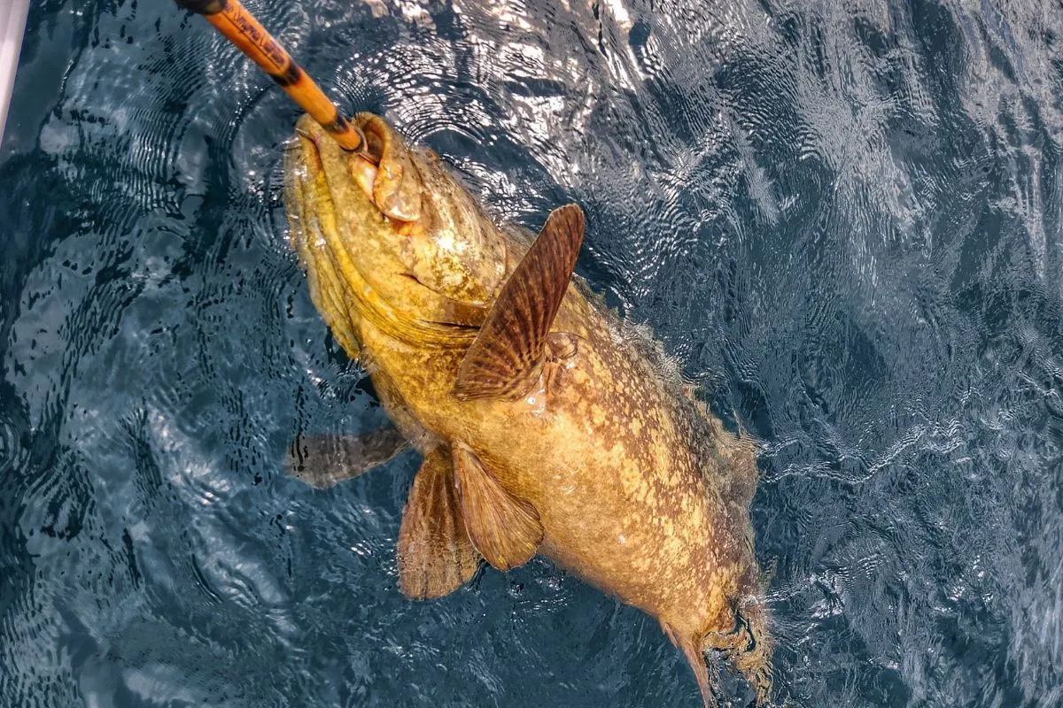 Large goliath grouper held alongside the boat with a gaff in the lower lip