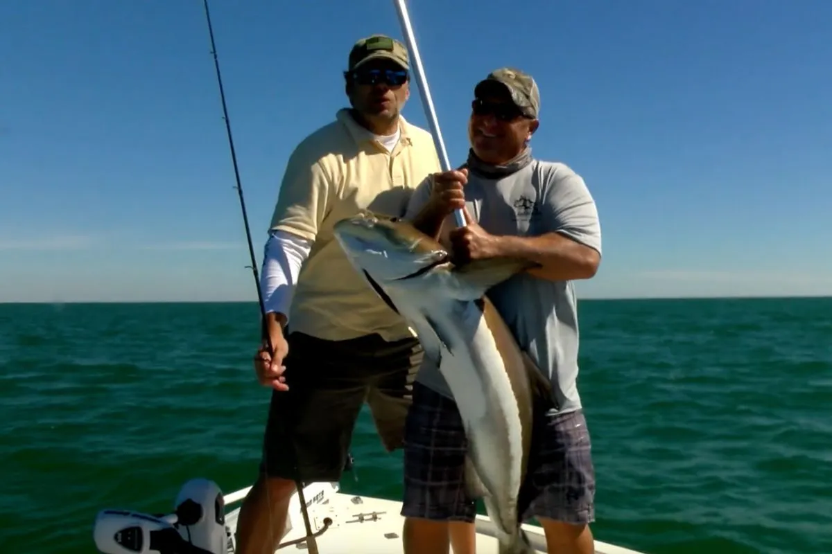 Large cobia brought boatside after eating a live bait over a Gulf of Mexico rock pile