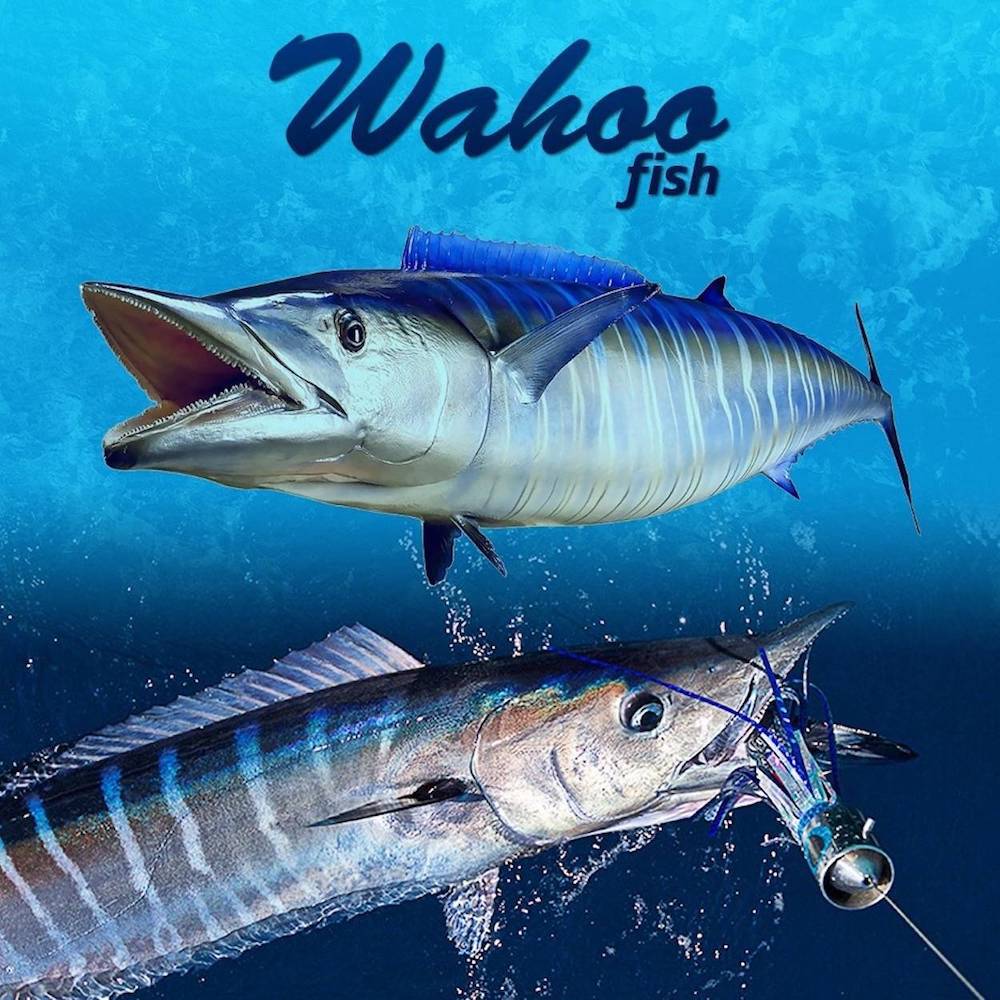 wahoo fish