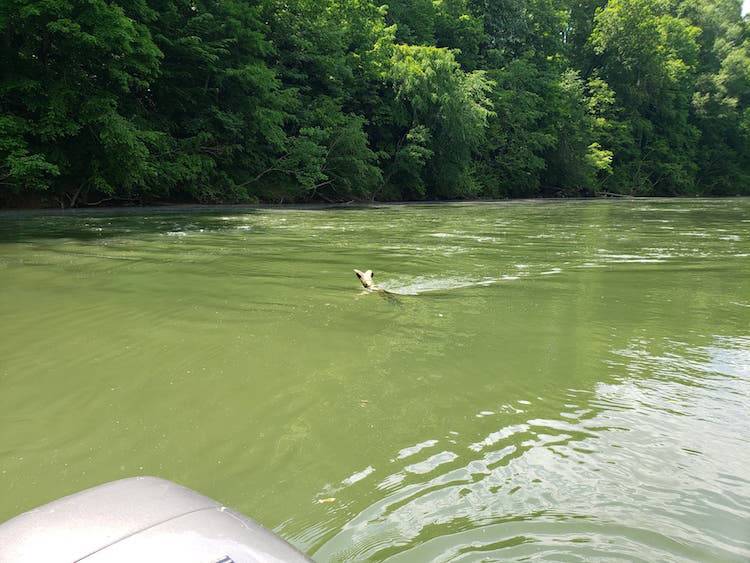 Fall Muskie Fishing - Collins River with Dwayne Hickey